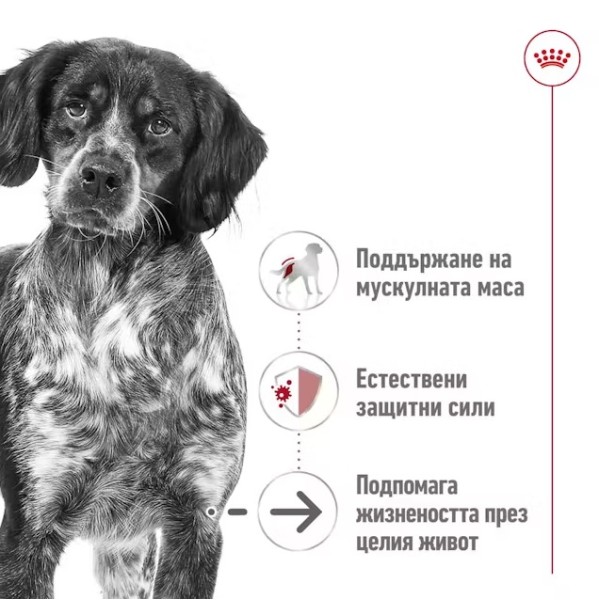 Royal Canin Dog Medium Ageing 10+ - Паучове за възрастни кучета от средни породи над 10г